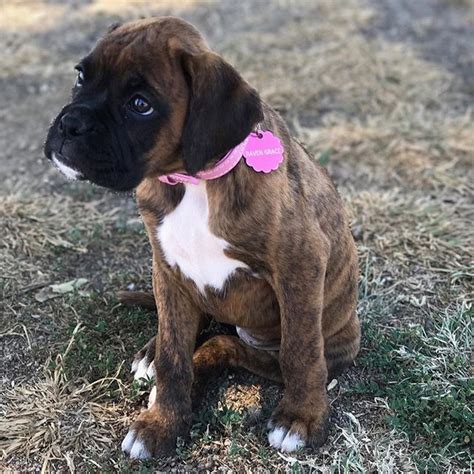 boxer puppies for sale toronto